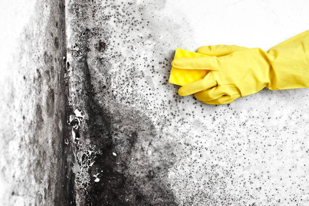 Best Best Mold Removal Companies  in Bogata, TX