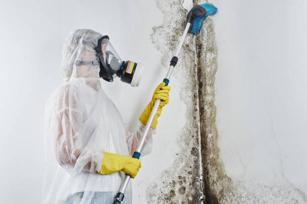 Best Affordable Mold Removal  in Bogata, TX