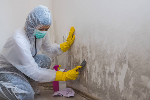 Best Crawl Space Mold Removal  in Bogata, TX