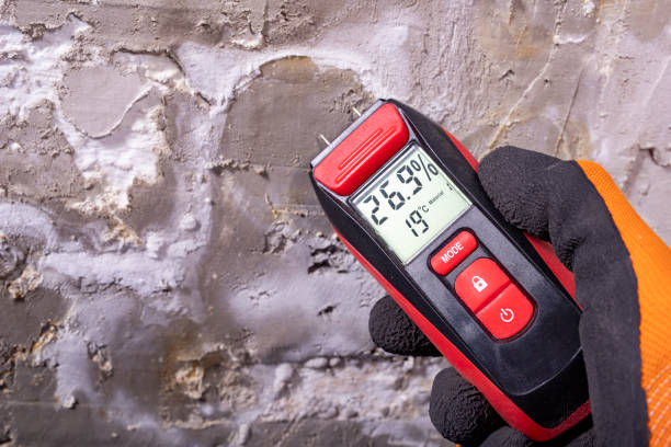 Best Mold Removal Company Near Me  in Bogata, TX