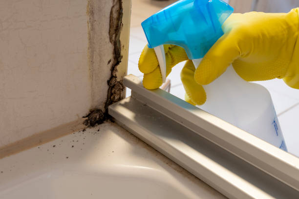 Best Mold Cleaning Services  in Bogata, TX