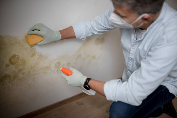 Best Commercial Mold Removal  in Bogata, TX