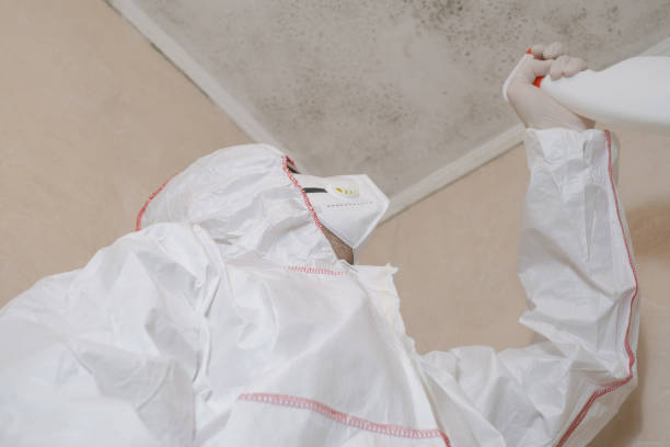 Best Emergency Mold Removal  in Bogata, TX