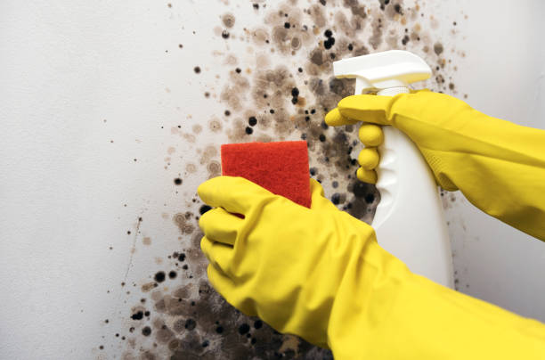 Best Professional Mold Removal  in Bogata, TX