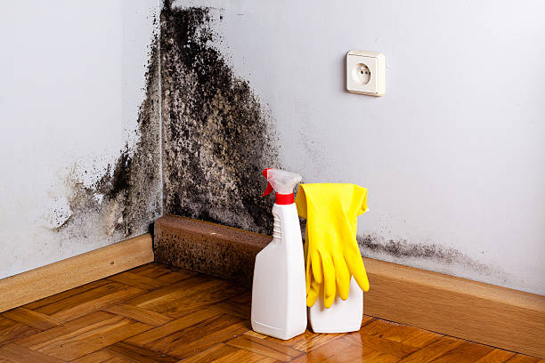 Best Black Mold Removal  in Bogata, TX