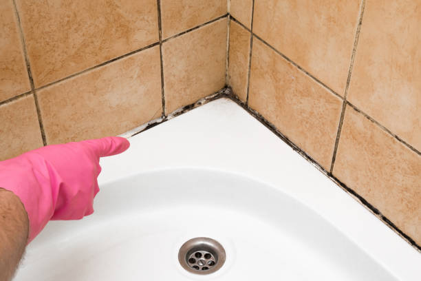 Best Best Mold Removal Companies  in Bogata, TX