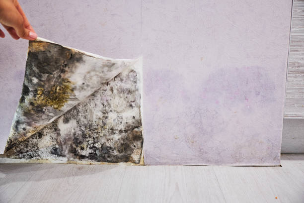 Best Certified Mold Removal  in Bogata, TX